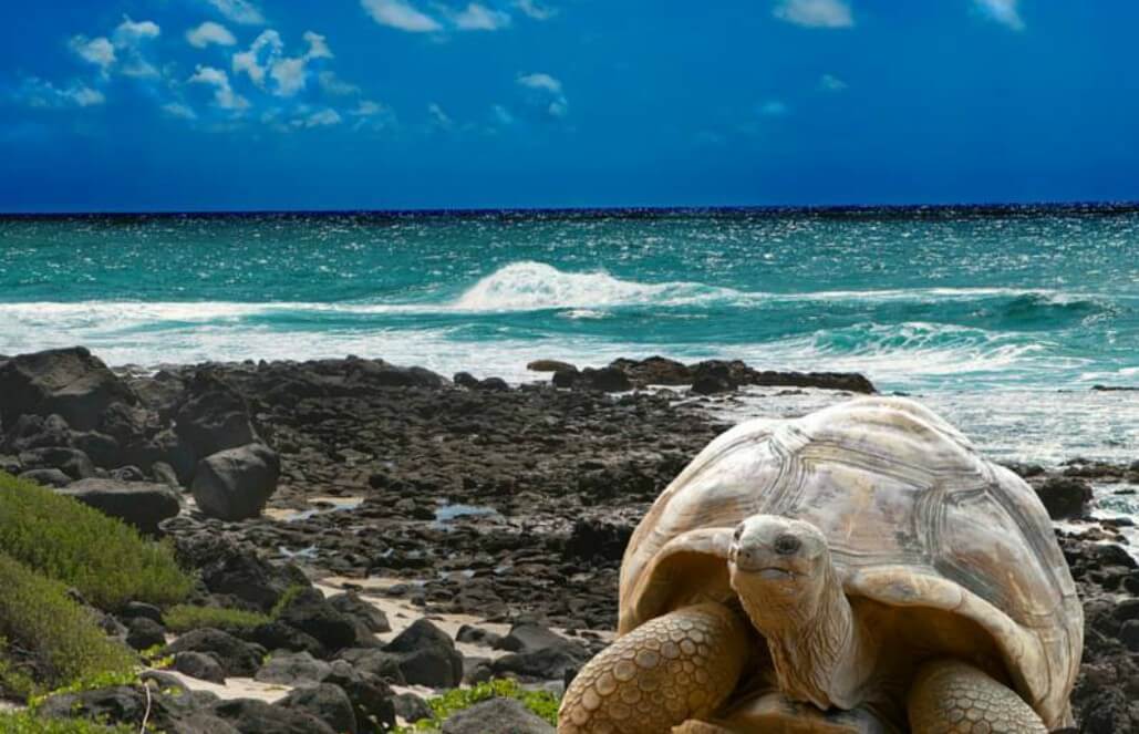 Galapagos giant tortoise