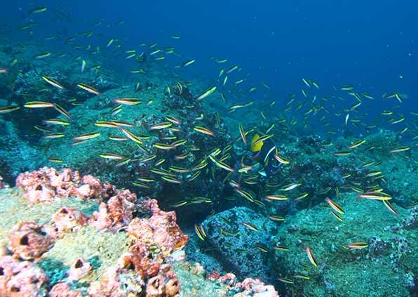 Marine habitat