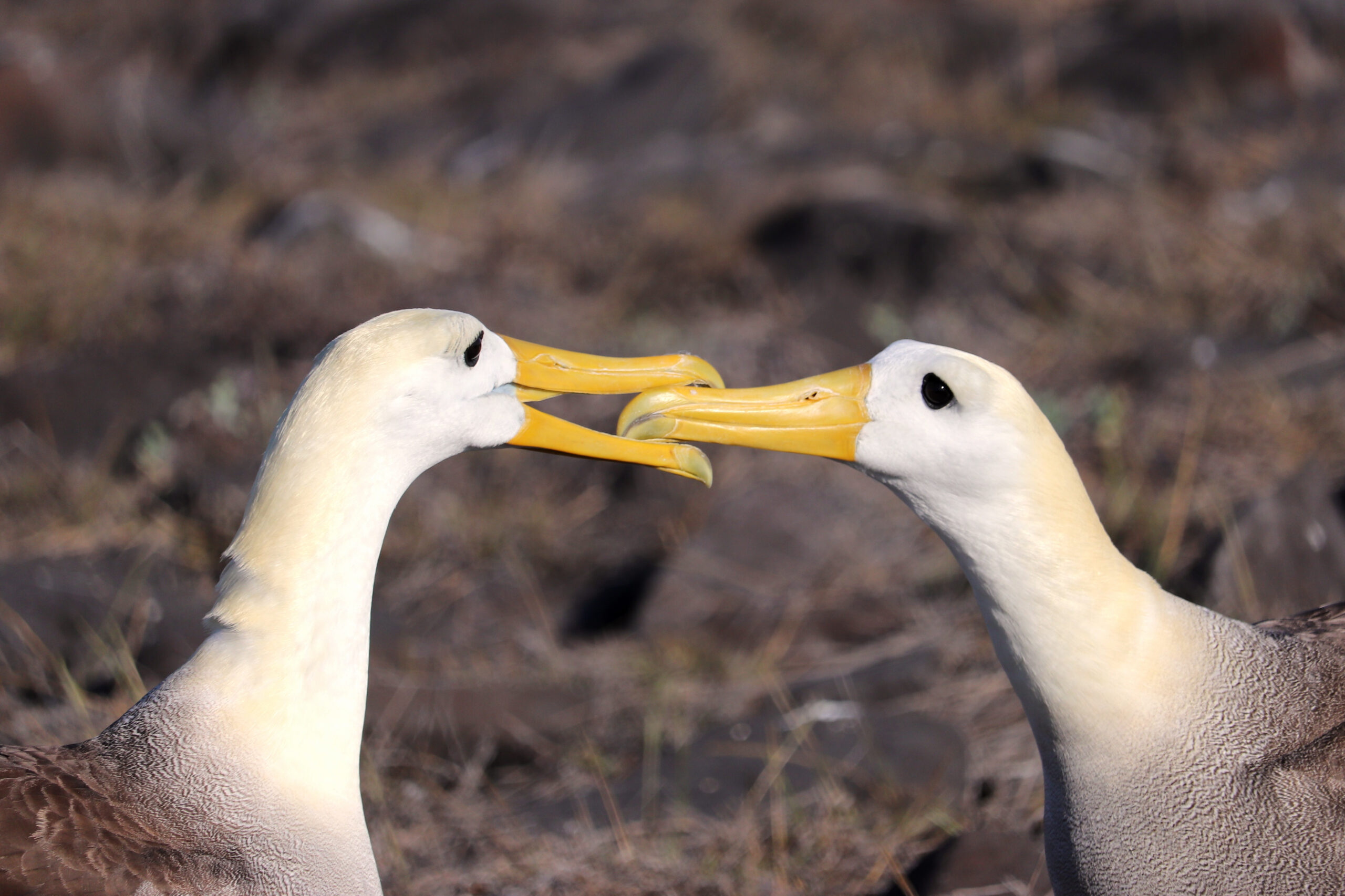 Waved albatross of Galapagos