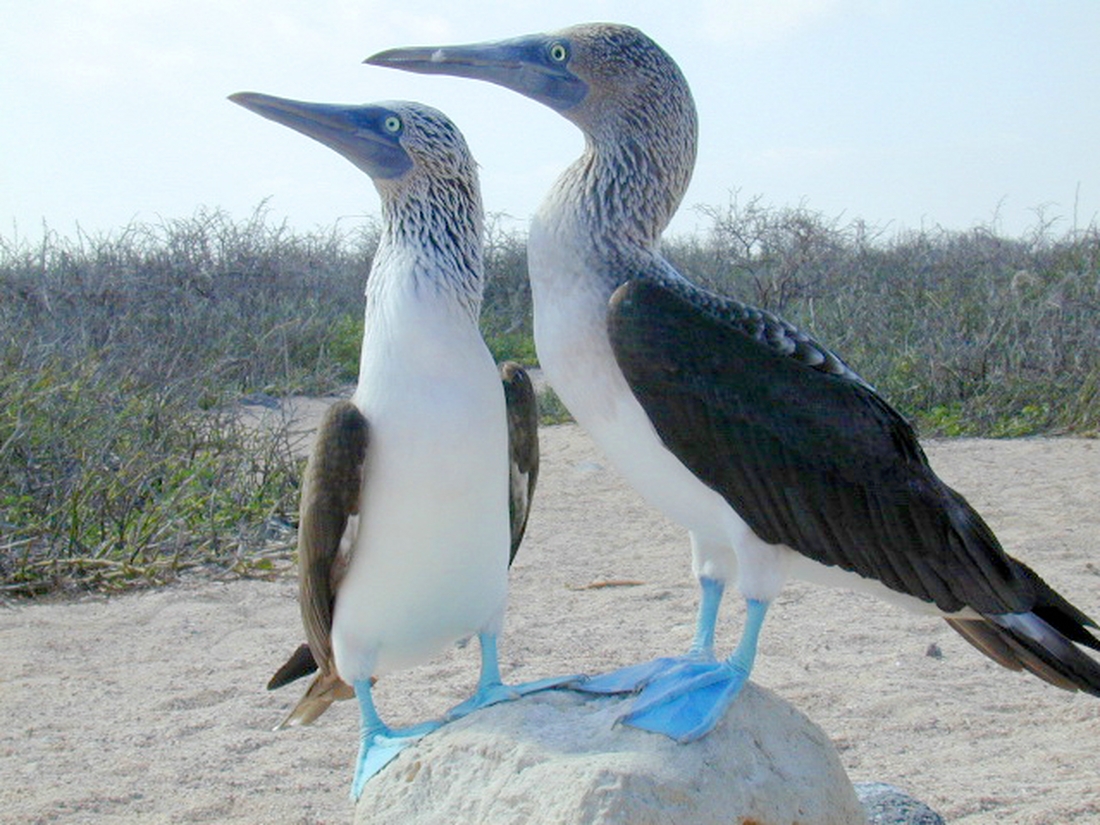 Blue-footed booby of Galapagos