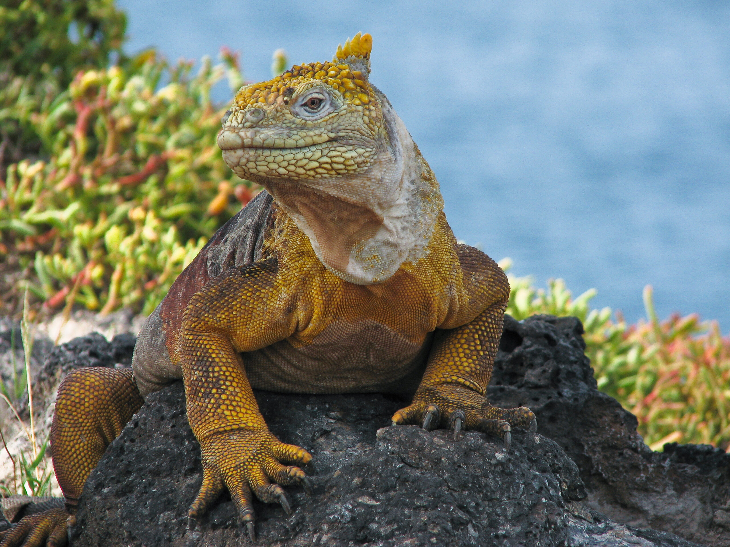 Land iguana of Galapagos