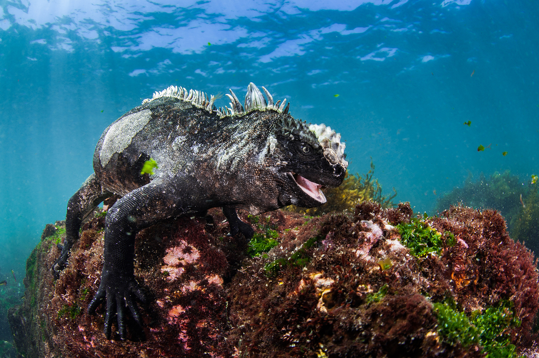 Marine iguana of Galapagos