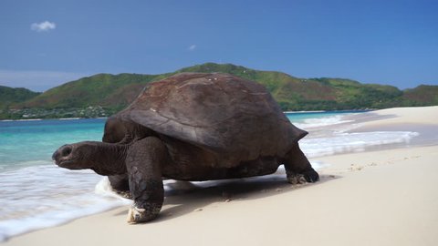 Tortoise in natural habitat