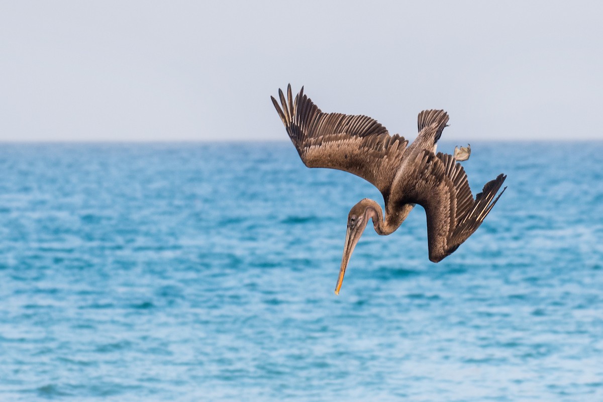 Brown pelican of Galapagos