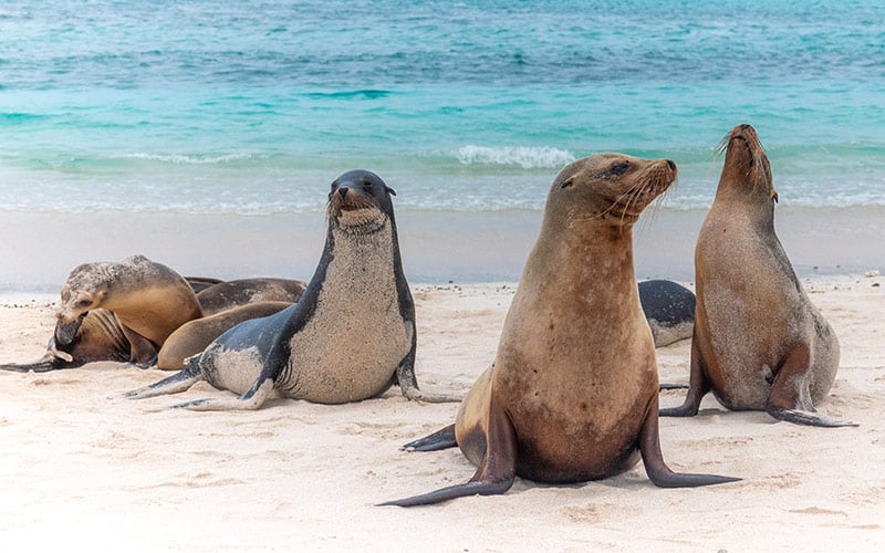 Iconic Galapagos sea lions